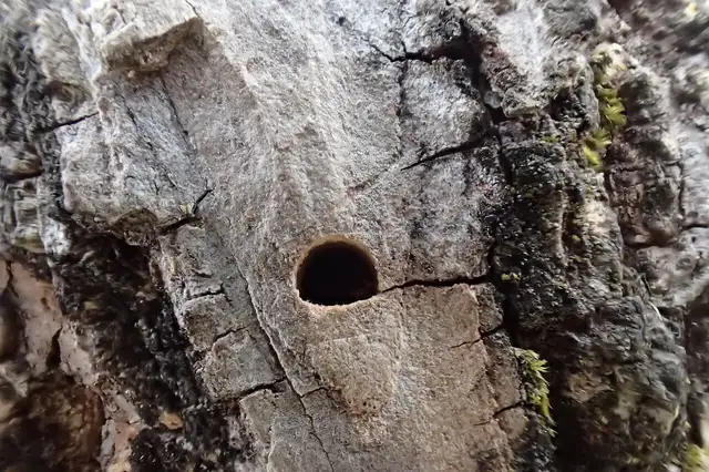 Close-up of a D-shaped emerald ash borer exit hole in bark